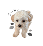 犬のモノトーンスタンプ（個別スタンプ：11）