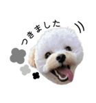 犬のモノトーンスタンプ（個別スタンプ：13）