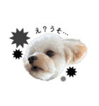 犬のモノトーンスタンプ（個別スタンプ：14）
