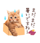 秋の猫ちゃんスタンプ♪（個別スタンプ：18）