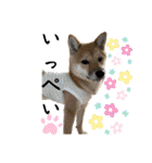 豆柴いっぺいちゃん②（個別スタンプ：1）