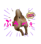 豆柴いっぺいちゃん②（個別スタンプ：2）