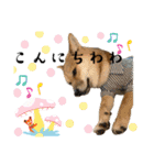 豆柴いっぺいちゃん②（個別スタンプ：9）