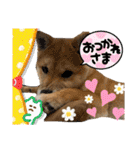 豆柴いっぺいちゃん②（個別スタンプ：10）