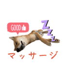 豆柴いっぺいちゃん②（個別スタンプ：15）
