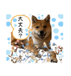 豆柴いっぺいちゃん②（個別スタンプ：17）