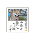 豆柴いっぺいちゃん②（個別スタンプ：20）
