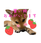 豆柴いっぺいちゃん②（個別スタンプ：25）