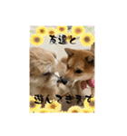豆柴いっぺいちゃん②（個別スタンプ：27）