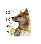 豆柴いっぺいちゃん②（個別スタンプ：31）