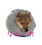 豆柴いっぺいちゃん②（個別スタンプ：35）