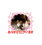 可愛い子猫の日常-2（個別スタンプ：1）