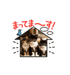 可愛い子猫の日常-2（個別スタンプ：16）