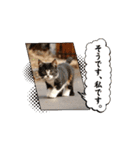 可愛い子猫の日常-1（個別スタンプ：4）