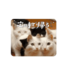 可愛い子猫の日常-1（個別スタンプ：13）