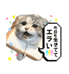 シュウマイのすたんぷ！（個別スタンプ：5）