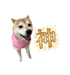 柴犬花ちゃん、巻き巻きしてます（個別スタンプ：1）