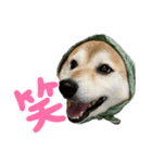 柴犬花ちゃん、巻き巻きしてます（個別スタンプ：2）