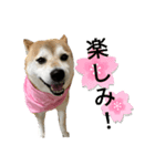 柴犬花ちゃん、巻き巻きしてます（個別スタンプ：3）