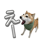柴犬花ちゃん、巻き巻きしてます（個別スタンプ：4）