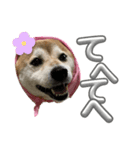 柴犬花ちゃん、巻き巻きしてます（個別スタンプ：5）
