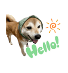 柴犬花ちゃん、巻き巻きしてます（個別スタンプ：6）