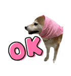 柴犬花ちゃん、巻き巻きしてます（個別スタンプ：7）