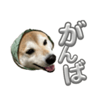 柴犬花ちゃん、巻き巻きしてます（個別スタンプ：8）