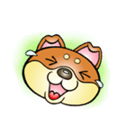 柴犬と一緒の時間（個別スタンプ：10）