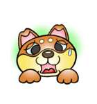 柴犬と一緒の時間（個別スタンプ：13）