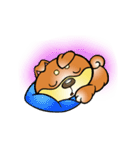 柴犬と一緒の時間（個別スタンプ：14）