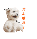 ととちゃんスタンプデビュー（個別スタンプ：12）
