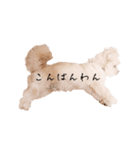 ととちゃんスタンプデビュー（個別スタンプ：28）
