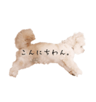 ととちゃんスタンプデビュー（個別スタンプ：29）