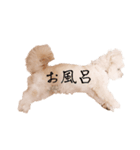 ととちゃんスタンプデビュー（個別スタンプ：30）
