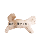 ととちゃんスタンプデビュー（個別スタンプ：32）
