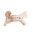 ととちゃんスタンプデビュー（個別スタンプ：33）