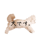 ととちゃんスタンプデビュー（個別スタンプ：34）