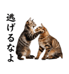 猫の怒り爆発スタンプ（個別スタンプ：15）