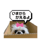 わんにゃん〜♪（個別スタンプ：3）