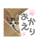 わんにゃん〜♪（個別スタンプ：6）