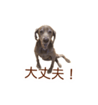 #毎日すたんちゃん2（個別スタンプ：2）