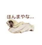#毎日すたんちゃん2（個別スタンプ：5）