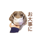 #毎日すたんちゃん2（個別スタンプ：7）