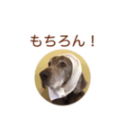 #毎日すたんちゃん2（個別スタンプ：10）