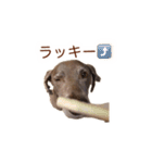 #毎日すたんちゃん2（個別スタンプ：13）