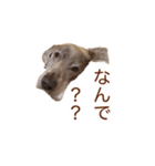 #毎日すたんちゃん2（個別スタンプ：16）
