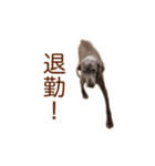 #毎日すたんちゃん2（個別スタンプ：21）