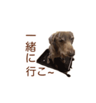 #毎日すたんちゃん2（個別スタンプ：22）