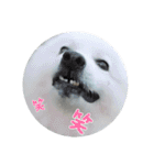 毎日使えるブサカワハクちゃん。（個別スタンプ：1）